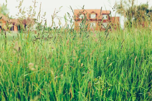 Tall Grass Cutting in Ballwin
