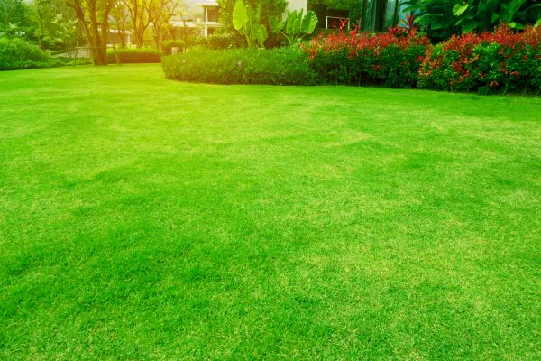 Grass Maintenance in Ballwin